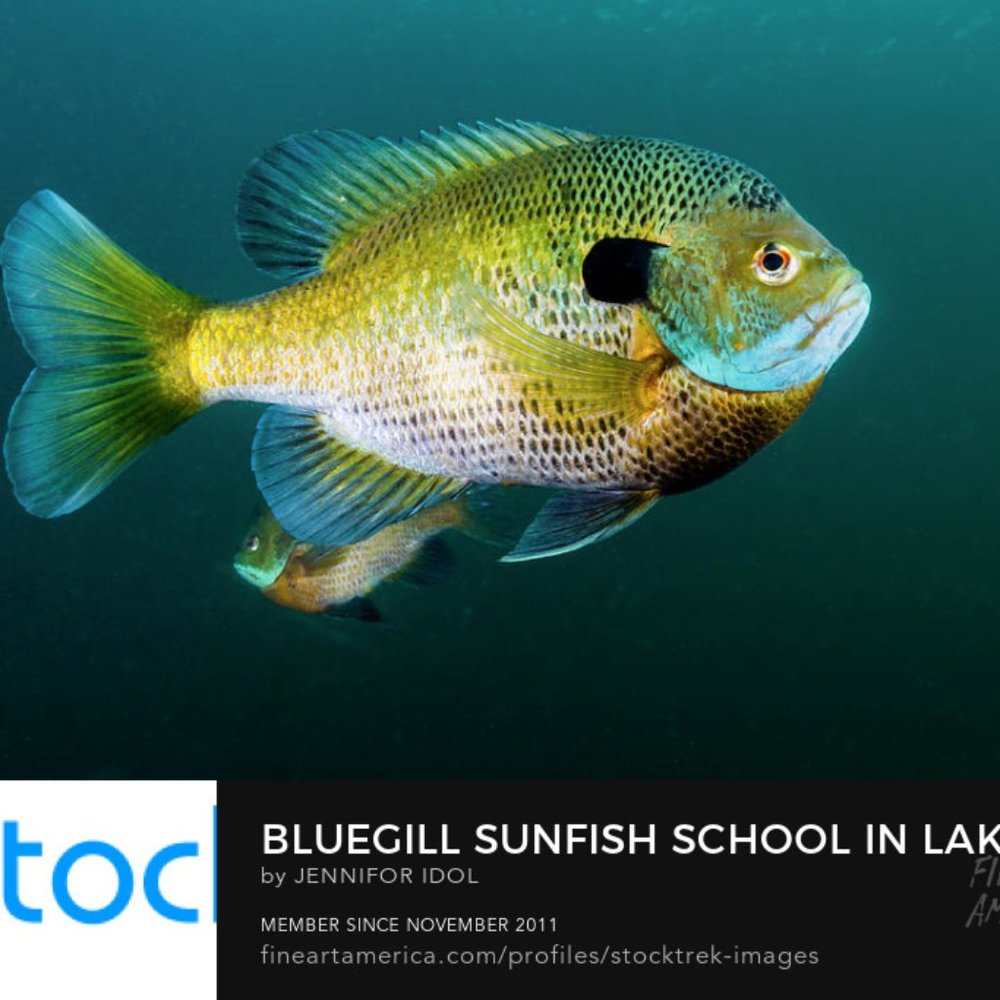 Meet your Posher, Heidi